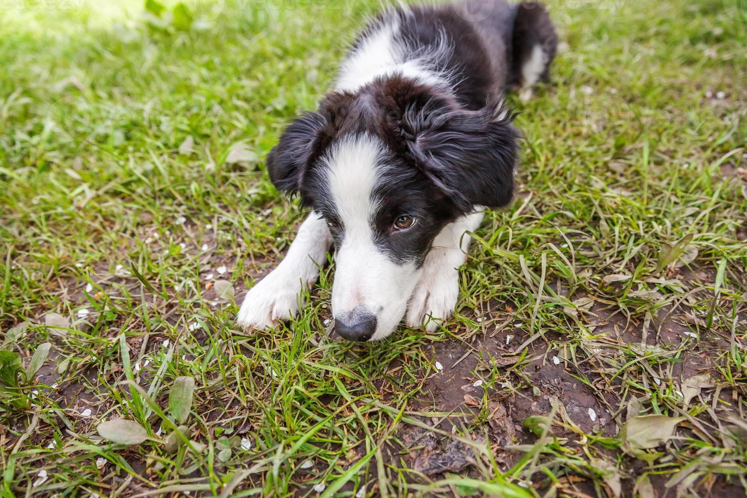 Funny outdoor puppy border collie lying down on grass background. New lovely member of family little dog gazing and waiting for reward. Pet care and animals concept. photo