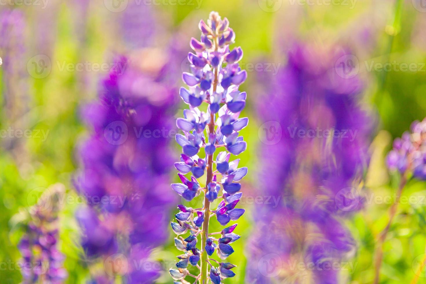Beautiful blooming lupine flowers in spring time. Field of lupines plants background. Violet wild spring and summer flowers. Gentle warm soft colors selective focus, blurred background photo