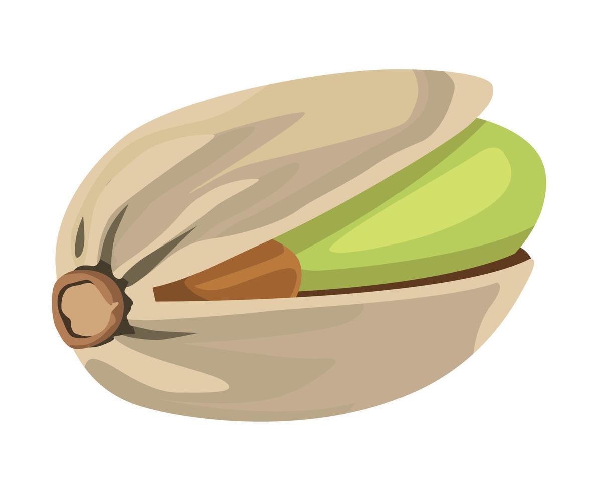 pistachio seed raw vector