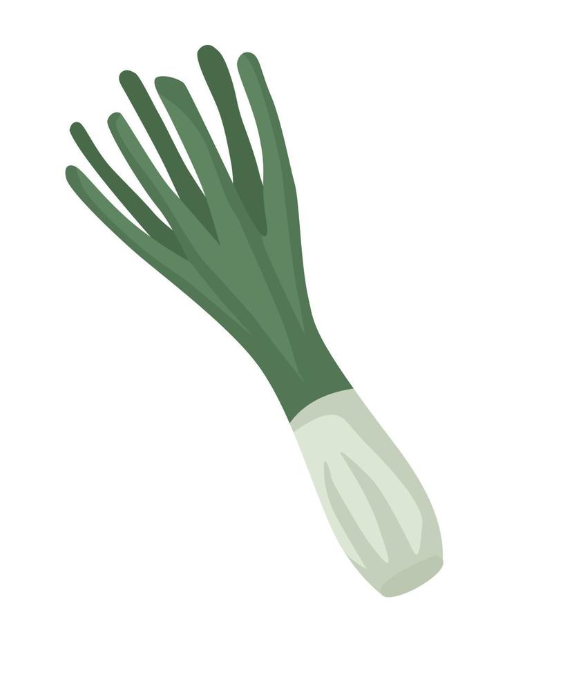 onion branch vegetable vector