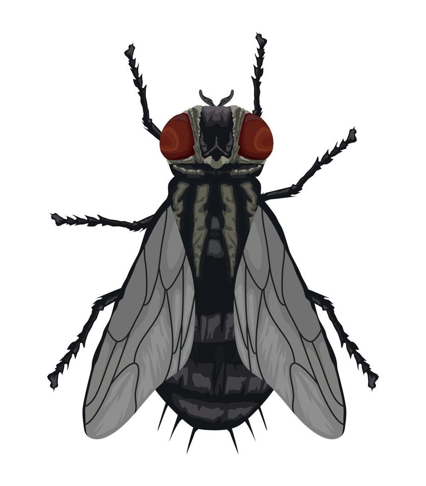 mosca insecto animal vector