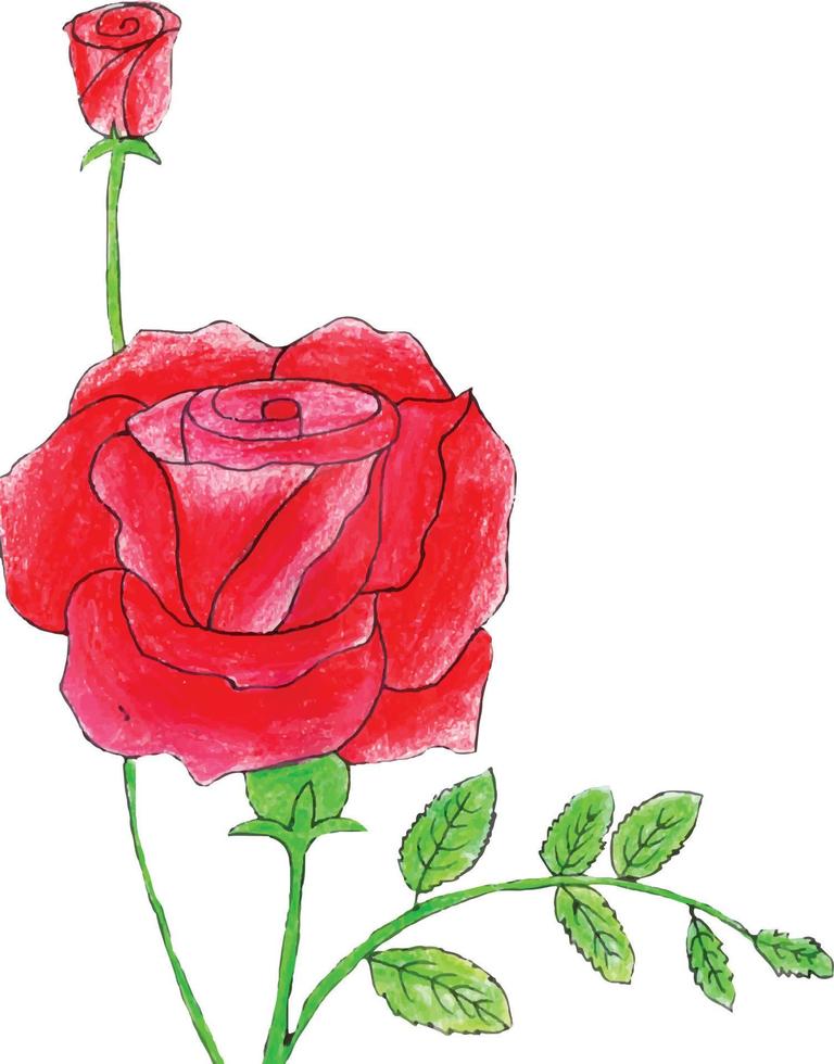 watercolor red rose illustration background vector