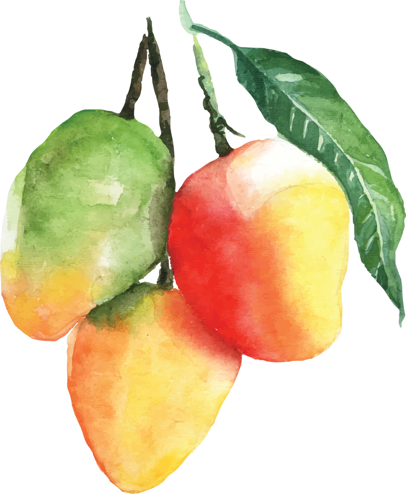 watercolor mango with green leaf illustration background 14071240