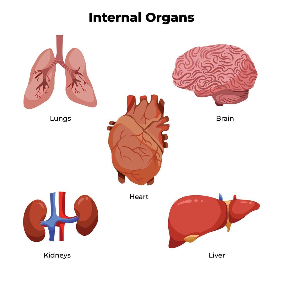 conjunto de ilustraciones de órganos principales internos humanos como cerebro, pulmones, corazón, hígado y riñones. médico temático para dibujo educativo con pictograma de color de estilo de dibujos animados de vector aislado.