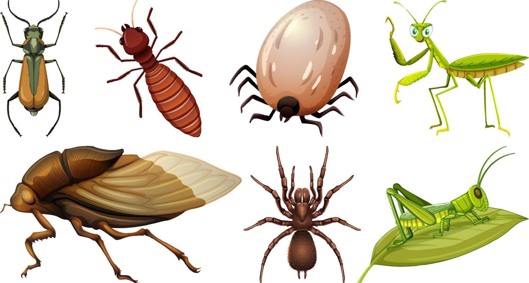 colección de diferentes vectores de insectos