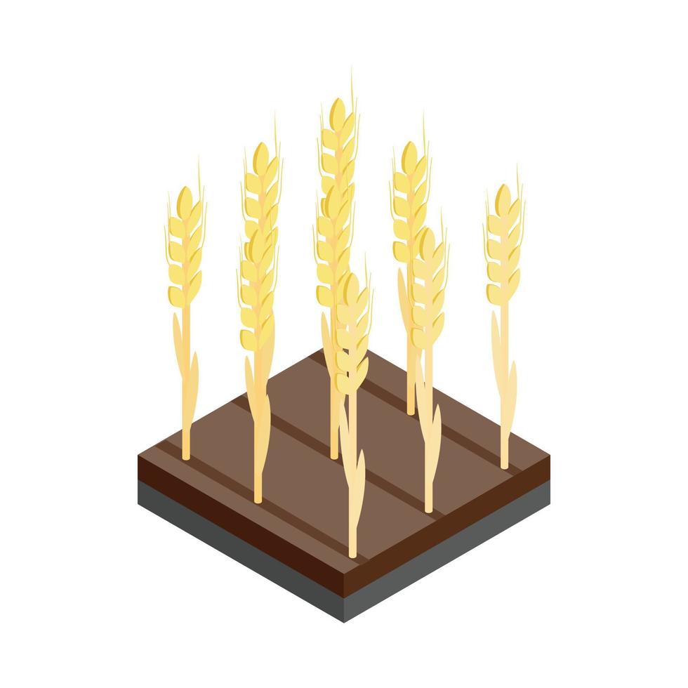 Yellow wheat ears on the field isometric 3d icon vector