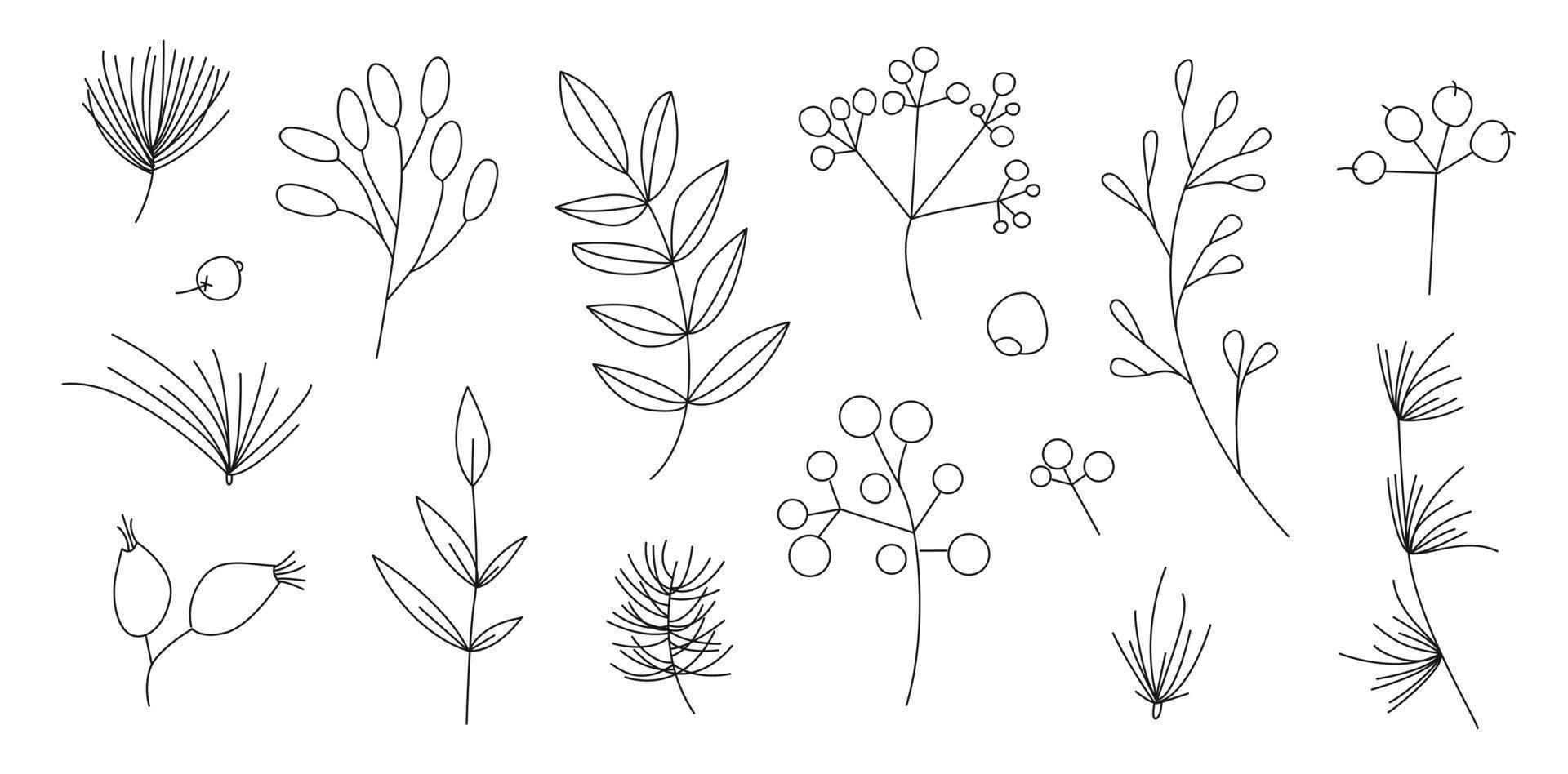 Winter plant elements. Elegant set of outline xmas elements for decoration.  Winter Berries and floras simple shape. vector