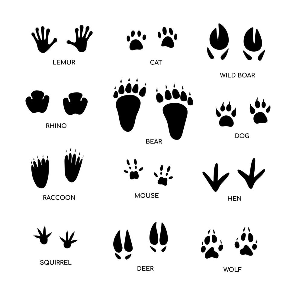 Animal footprint guide collection. Hand drawn vector illustration on white background