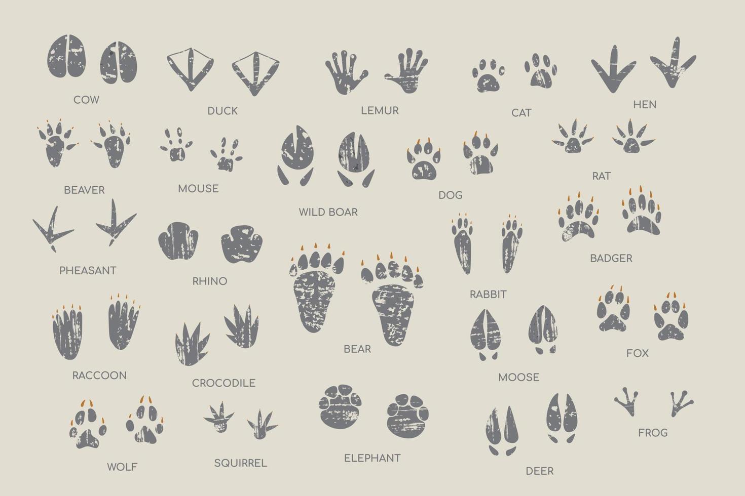 Animal footprint guide collection. Hand drawn vector illustration with textures 14075341 Vector Art at Vecteezy Animal footprint guide collection. Hand drawn vector illustration with textures 14075341 Vector Art at Vecteezy