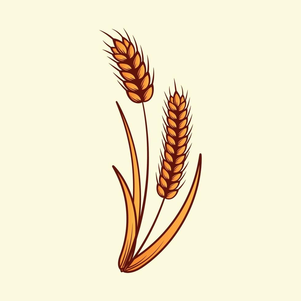 Hand drawn yellow golden colored of wheat ears cereals barley illustration in vintage and retro style on white background vector