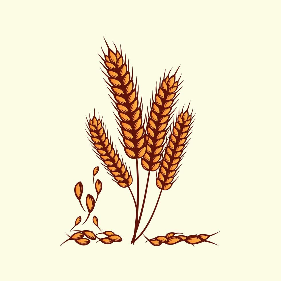 Hand drawn yellow golden colored of wheat ears cereals barley illustration in vintage and retro style on white background vector