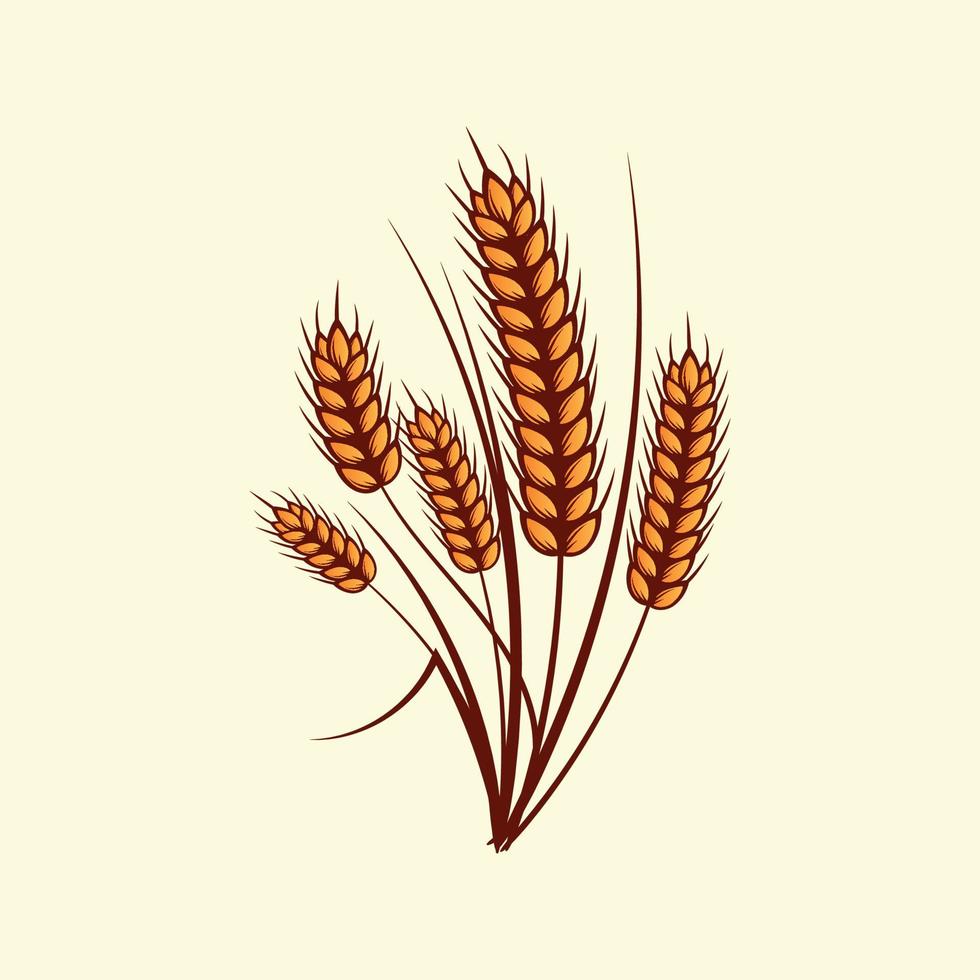 Hand drawn yellow golden colored of wheat ears cereals barley illustration in vintage and retro style on white background vector