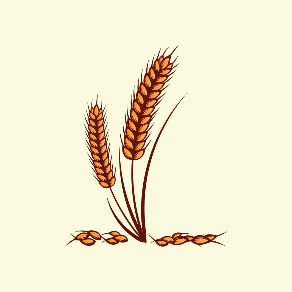Hand drawn yellow golden colored of wheat ears cereals barley illustration in vintage and retro style on white background vector