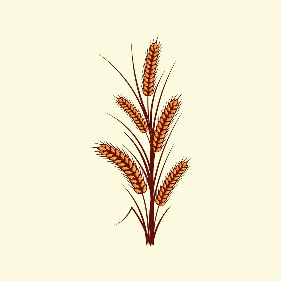 Hand drawn yellow golden colored of wheat ears cereals barley illustration in vintage and retro style on white background vector