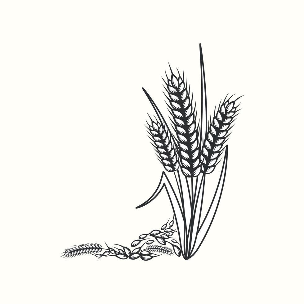 Hand drawn black and white silhouette of wheat ears cereals barley illustration in vintage and retro style on white background vector