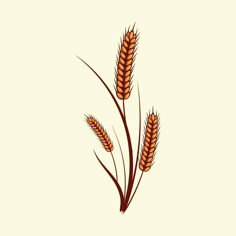 Hand drawn yellow golden colored of wheat ears cereals barley illustration in vintage and retro style on white background vector