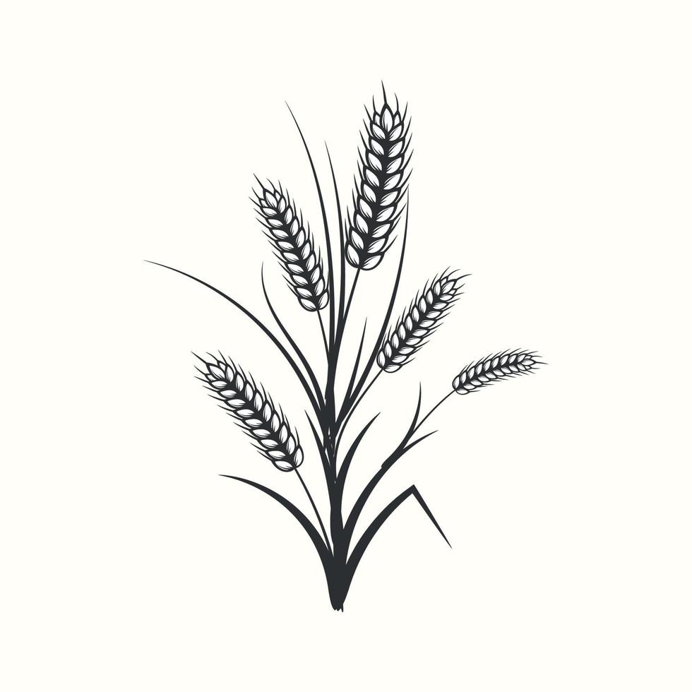 Hand drawn black and white silhouette of wheat ears cereals barley illustration in vintage and retro style on white background vector