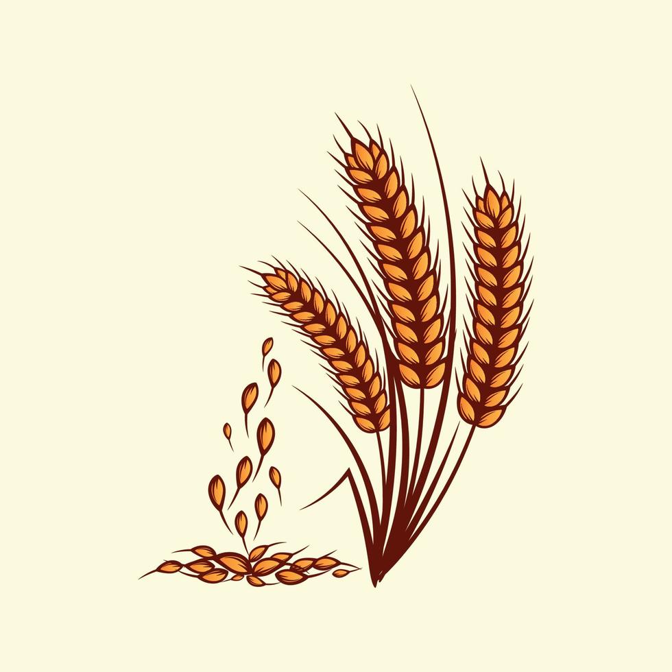 Hand drawn yellow golden colored of wheat ears cereals barley illustration in vintage and retro style on white background vector