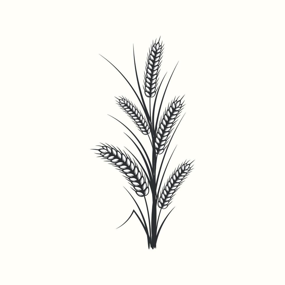 Hand drawn black and white silhouette of wheat ears cereals barley illustration in vintage and retro style on white background vector