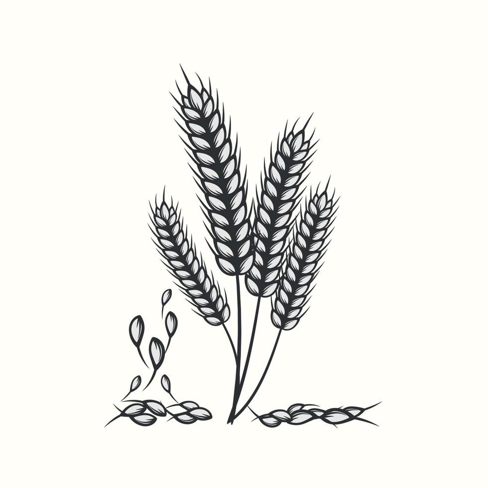 Hand drawn black and white silhouette of wheat ears cereals barley illustration in vintage and retro style on white background vector