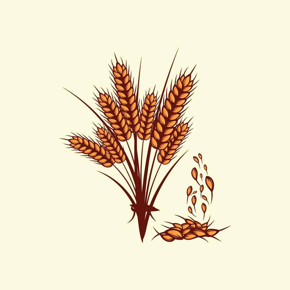 Hand drawn yellow golden colored of wheat ears cereals barley illustration in vintage and retro style on white background vector