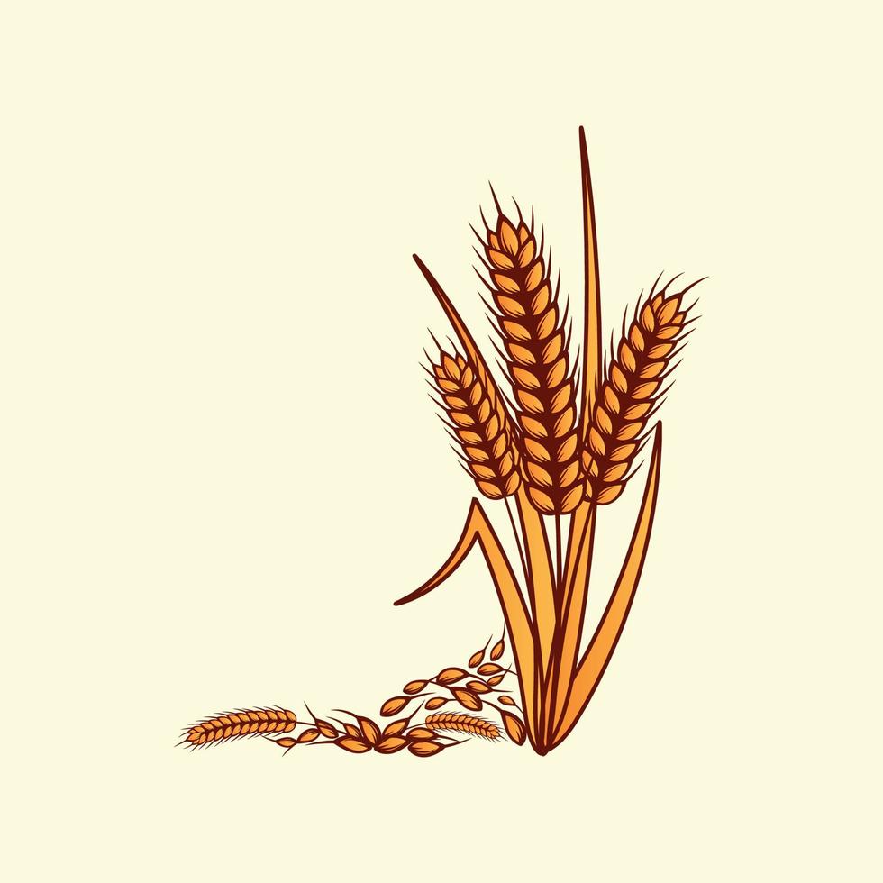 Hand drawn yellow golden colored of wheat ears cereals barley illustration in vintage and retro style on white background vector