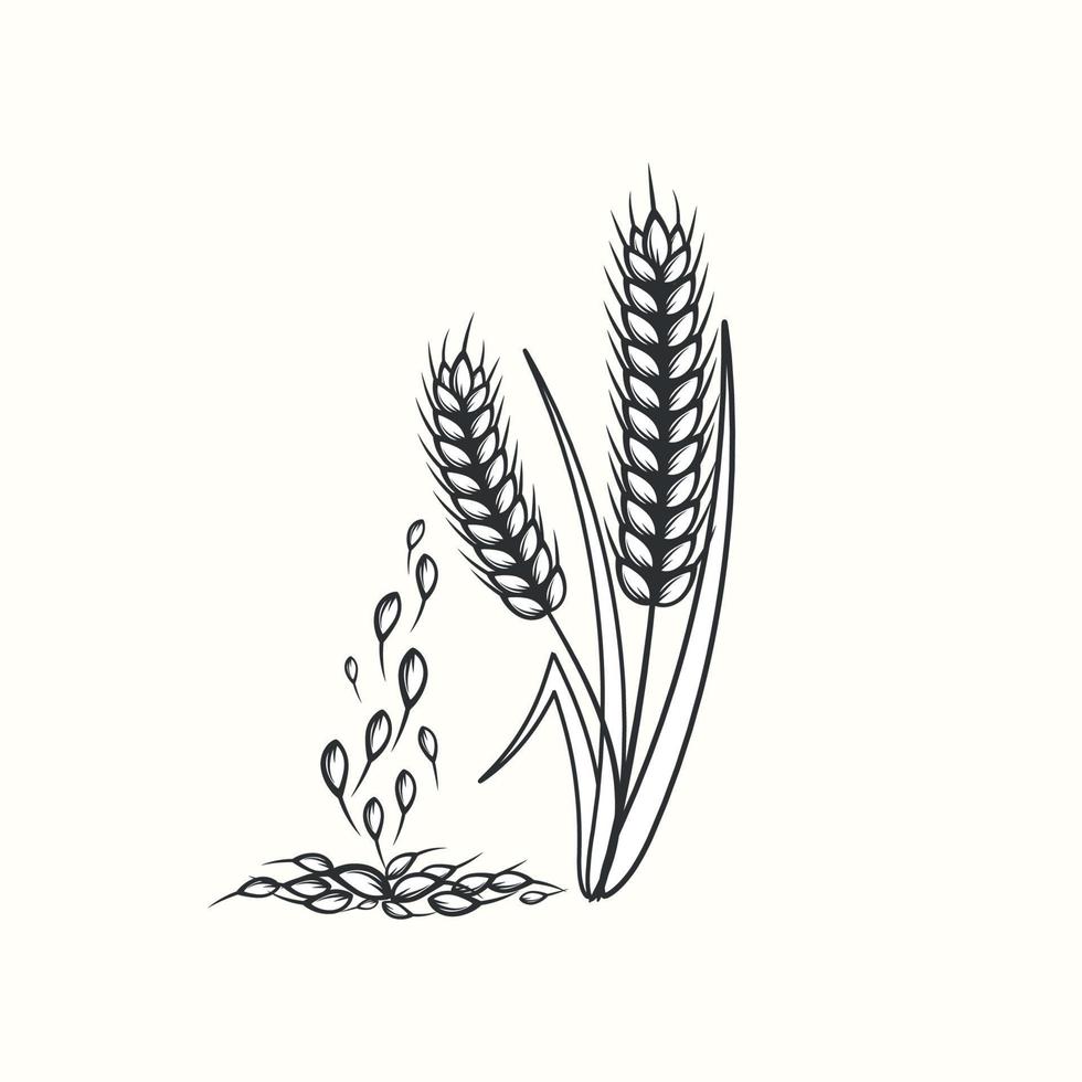 Hand drawn black and white silhouette of wheat ears cereals barley illustration in vintage and retro style on white background vector