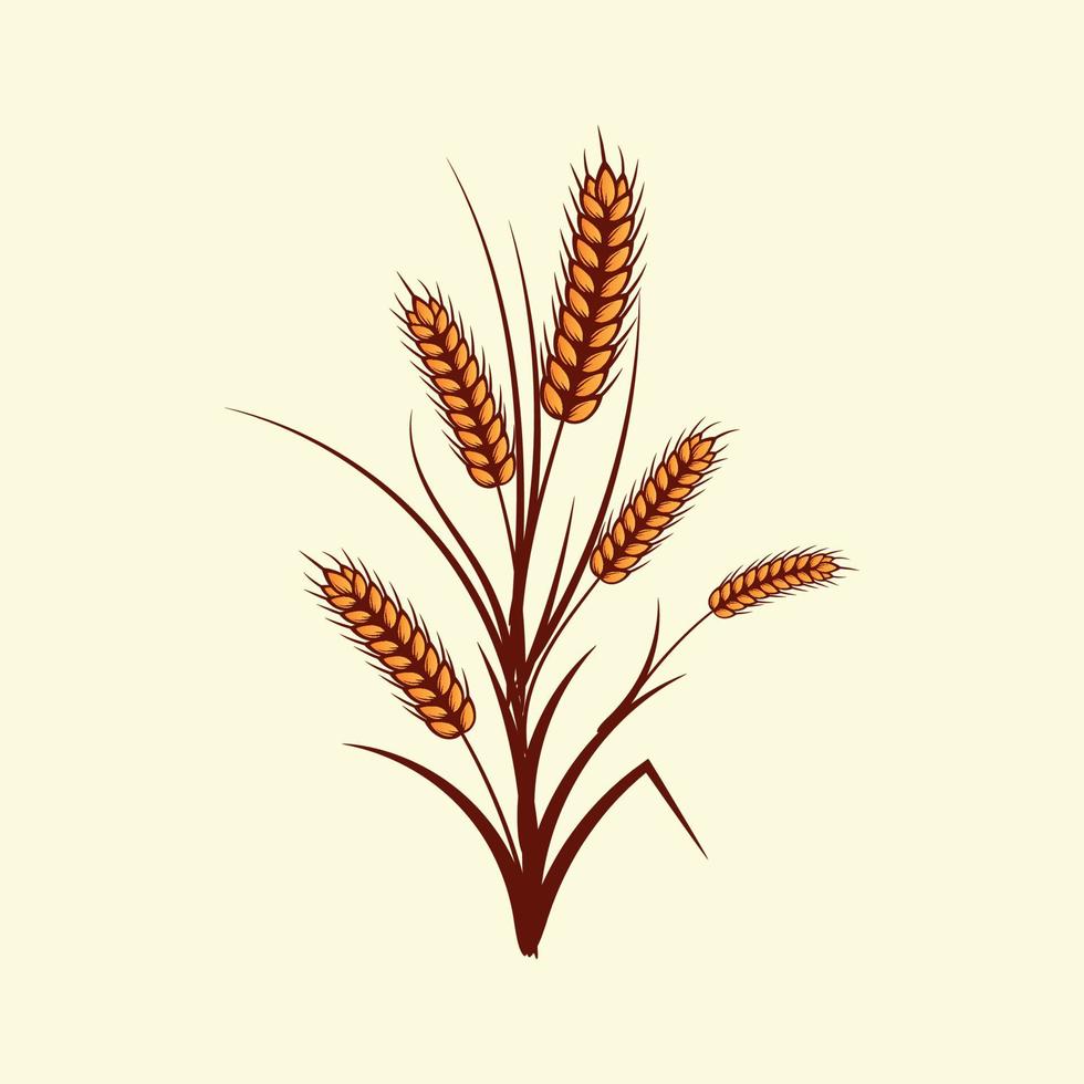 Hand drawn yellow golden colored of wheat ears cereals barley illustration in vintage and retro style on white background vector