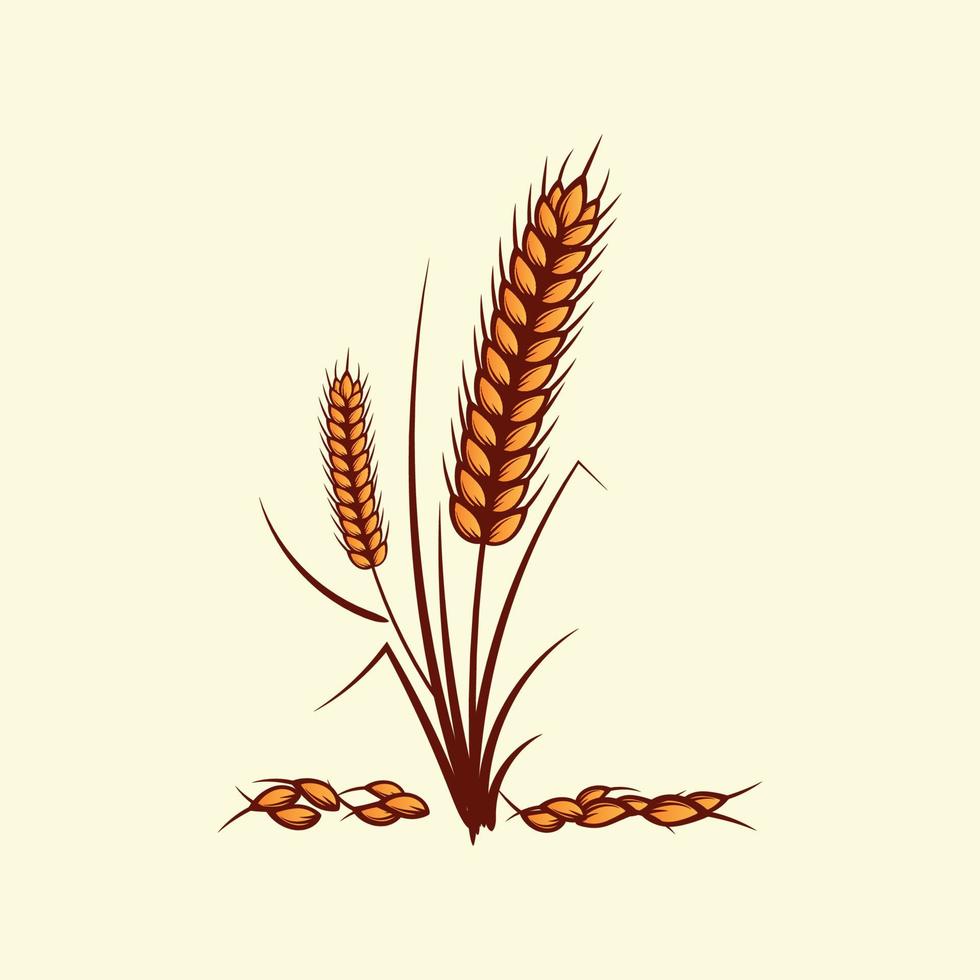 Hand drawn yellow golden colored of wheat ears cereals barley illustration in vintage and retro style on white background vector