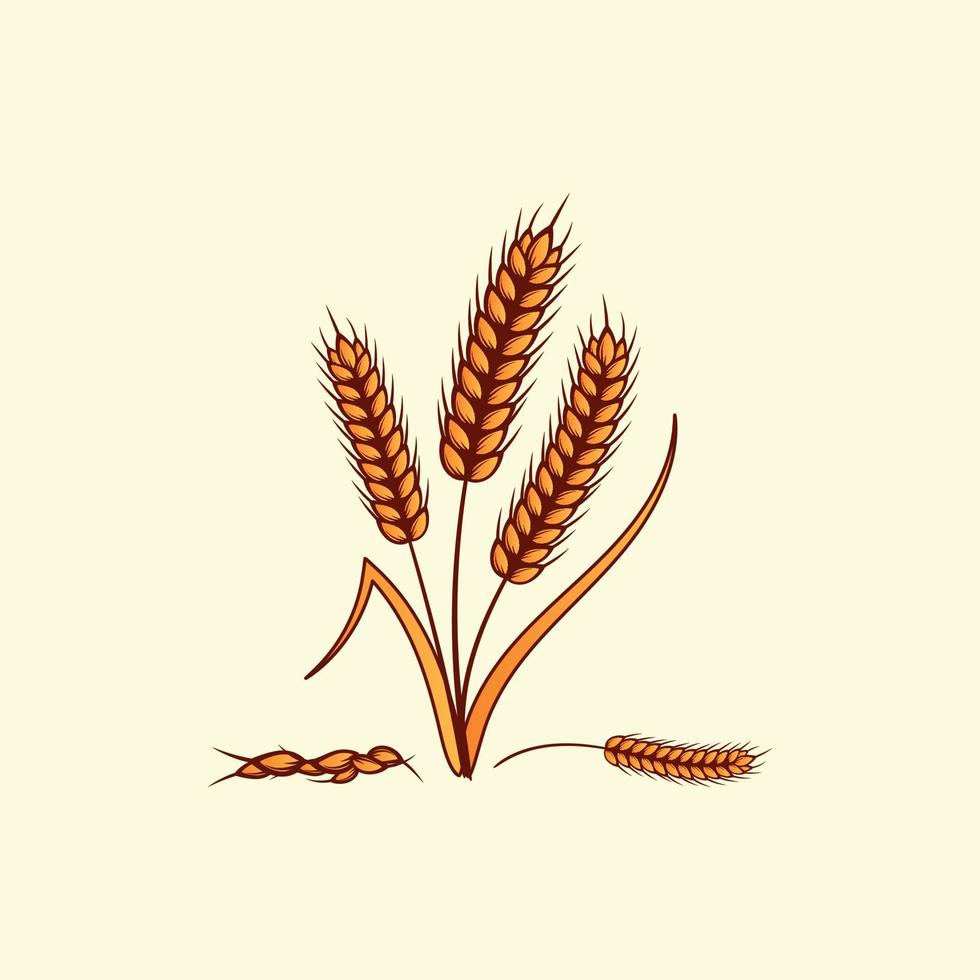 dibujado a mano de color amarillo dorado de orejas de trigo cereales cebada ilustración en estilo vintage y retro sobre fondo blanco vector