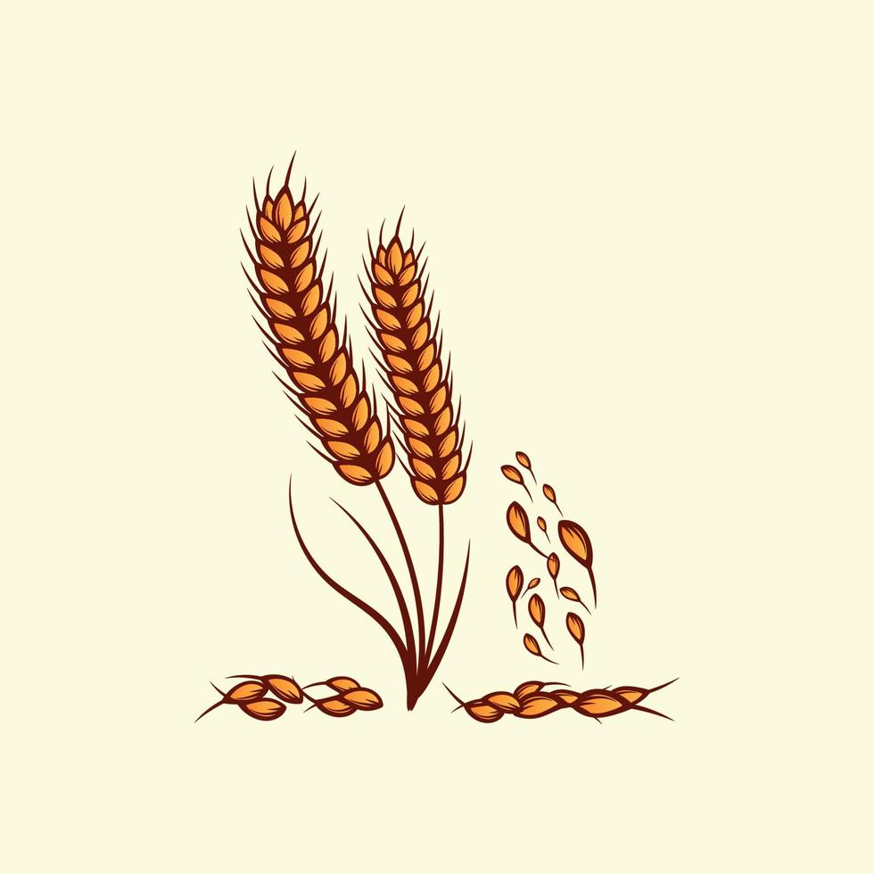Hand drawn yellow golden colored of wheat ears cereals barley illustration in vintage and retro style on white background vector