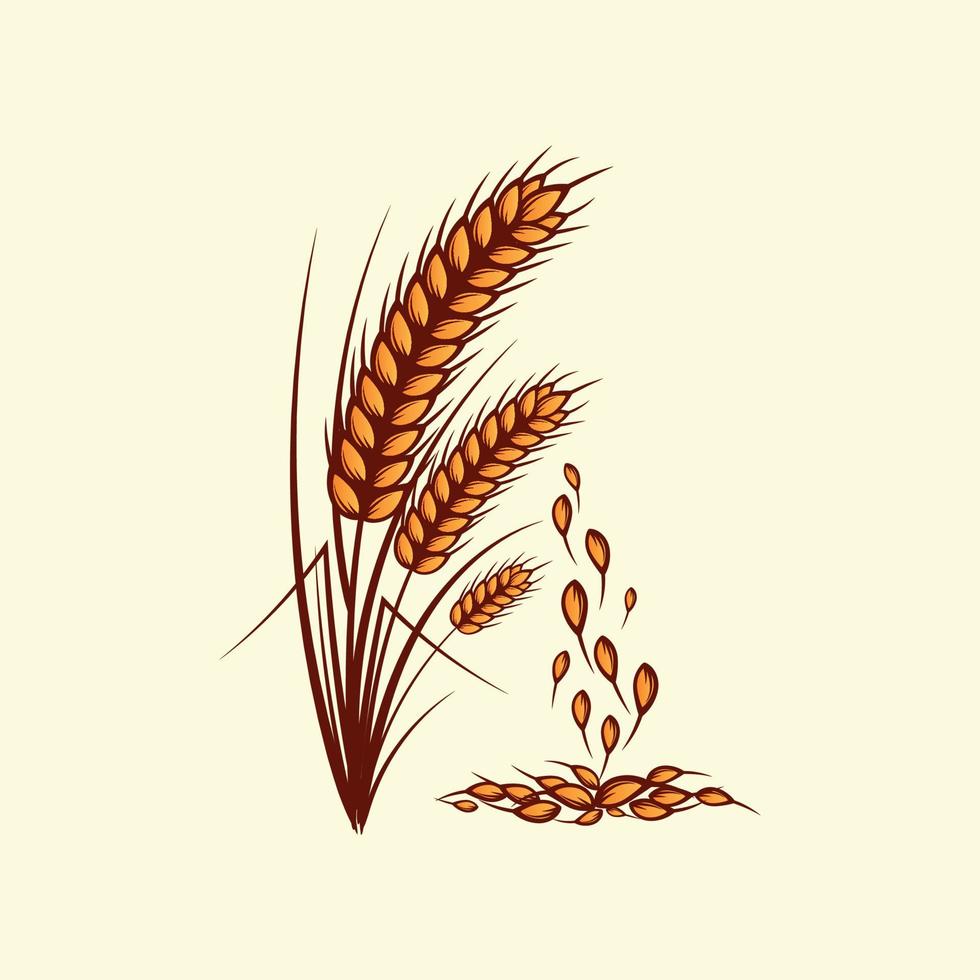 Hand drawn yellow golden colored of wheat ears cereals barley illustration in vintage and retro style on white background vector