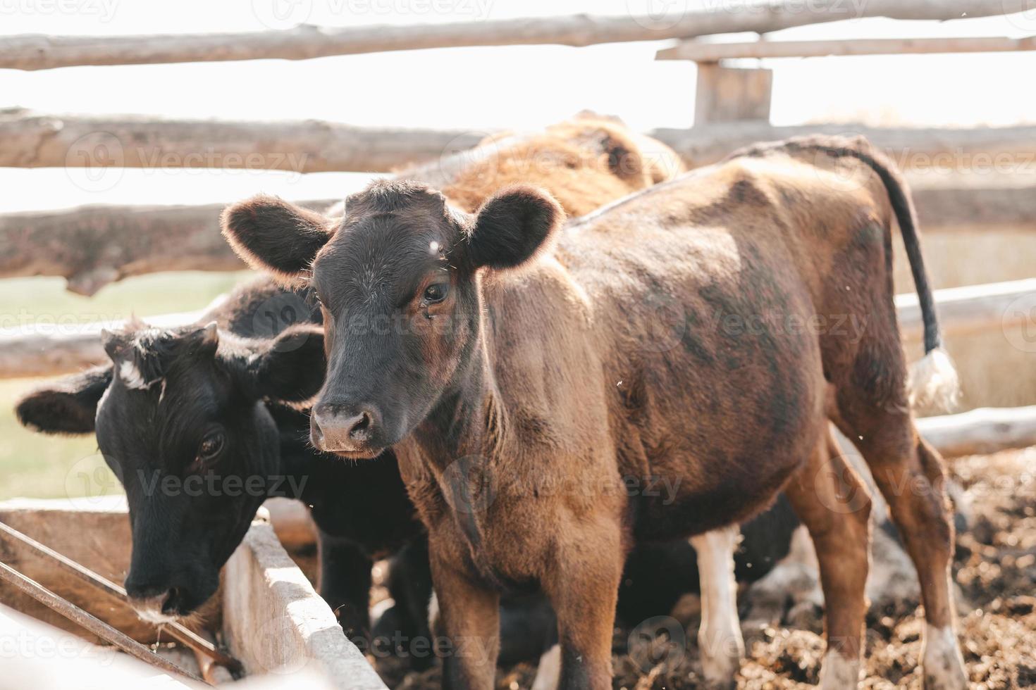 Portrait of a samall brown calf. calves in the pen against the background of a manure photo