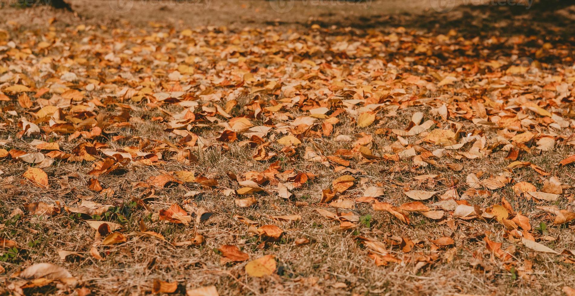 autumn leaves in the field. background from autumn leaves. The ground is strewn with leaves. Autumn landscape photo