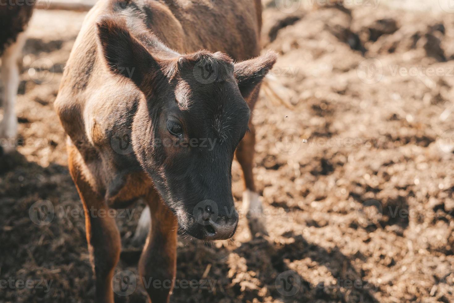 Portrait of a samall brown calf. calves in the pen against the background of a manure photo