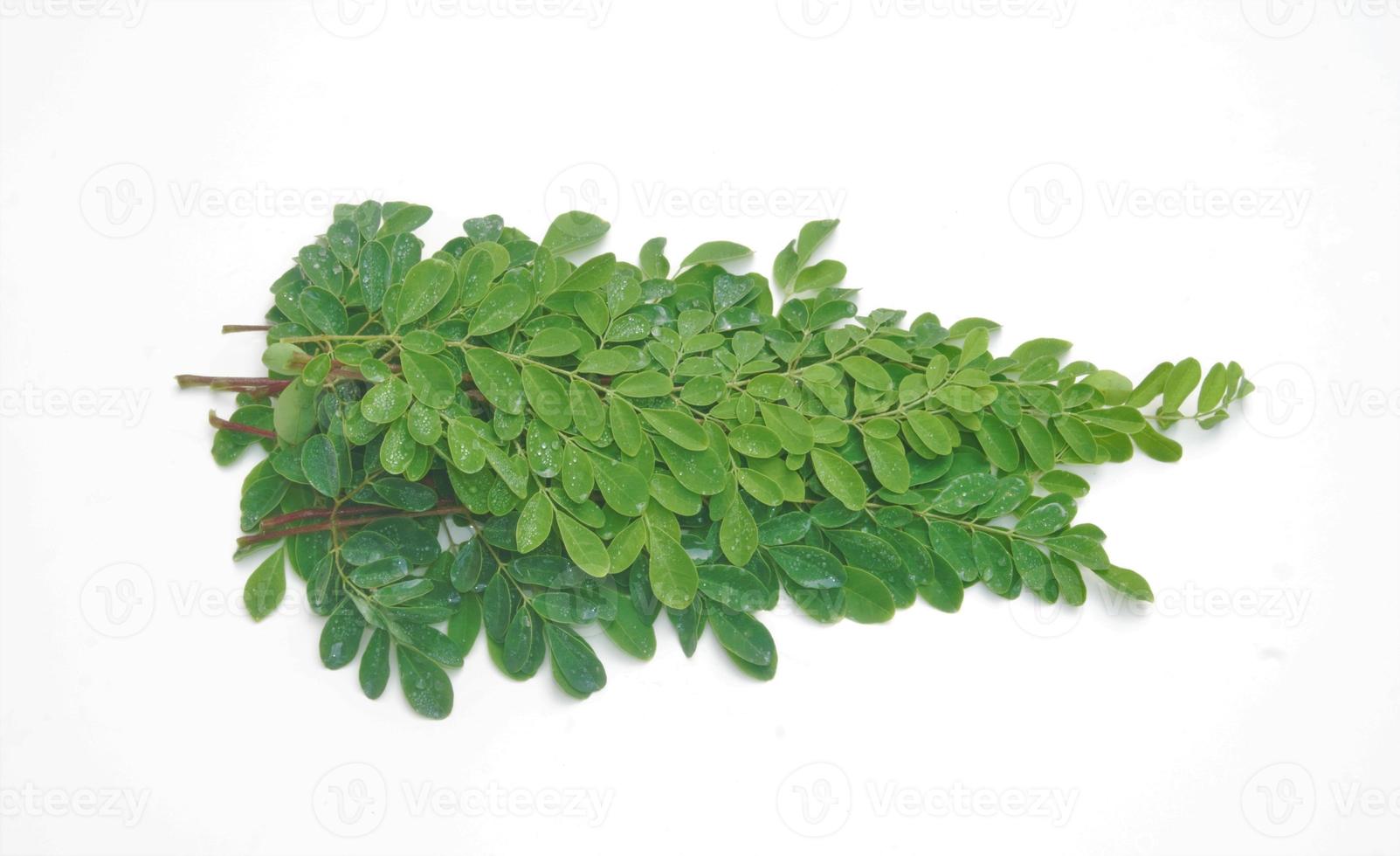 Edible moringa leaves over white background photo