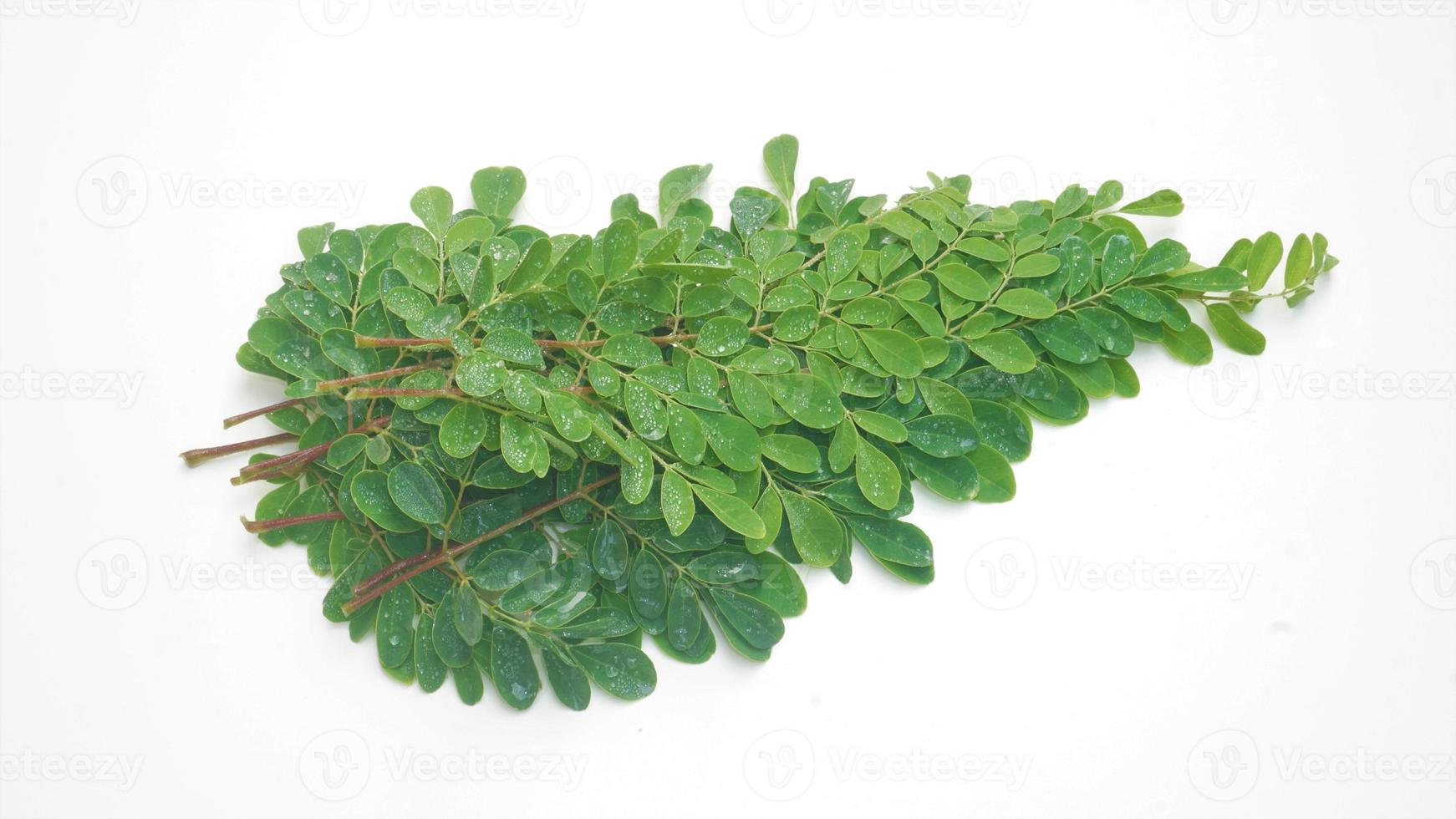 Edible moringa leaves over white background photo