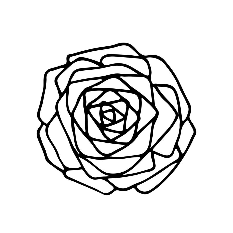 Outline flower. Rose. Black hand drawn doodle sketch. Black vector illustration isolated on white. Line art.