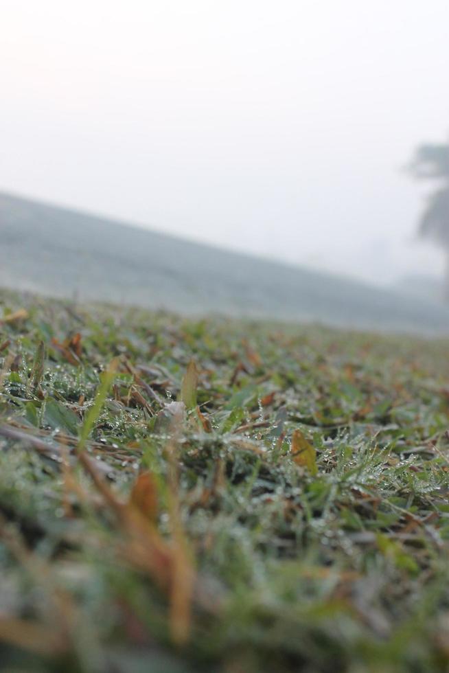 Dew drop on grass beside roadside free photo