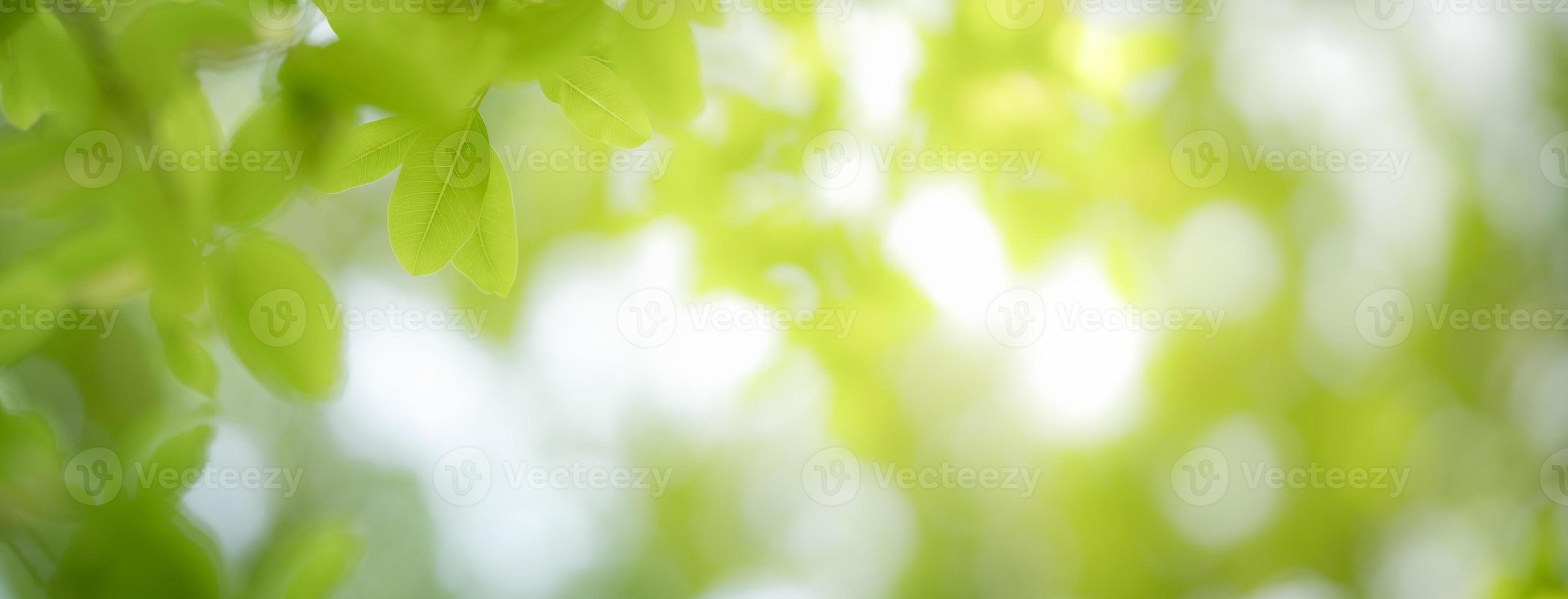 primer plano de la hermosa vista de la naturaleza hoja verde sobre fondo verde borroso en el jardín con espacio de copia utilizando como concepto de página de portada de fondo. foto