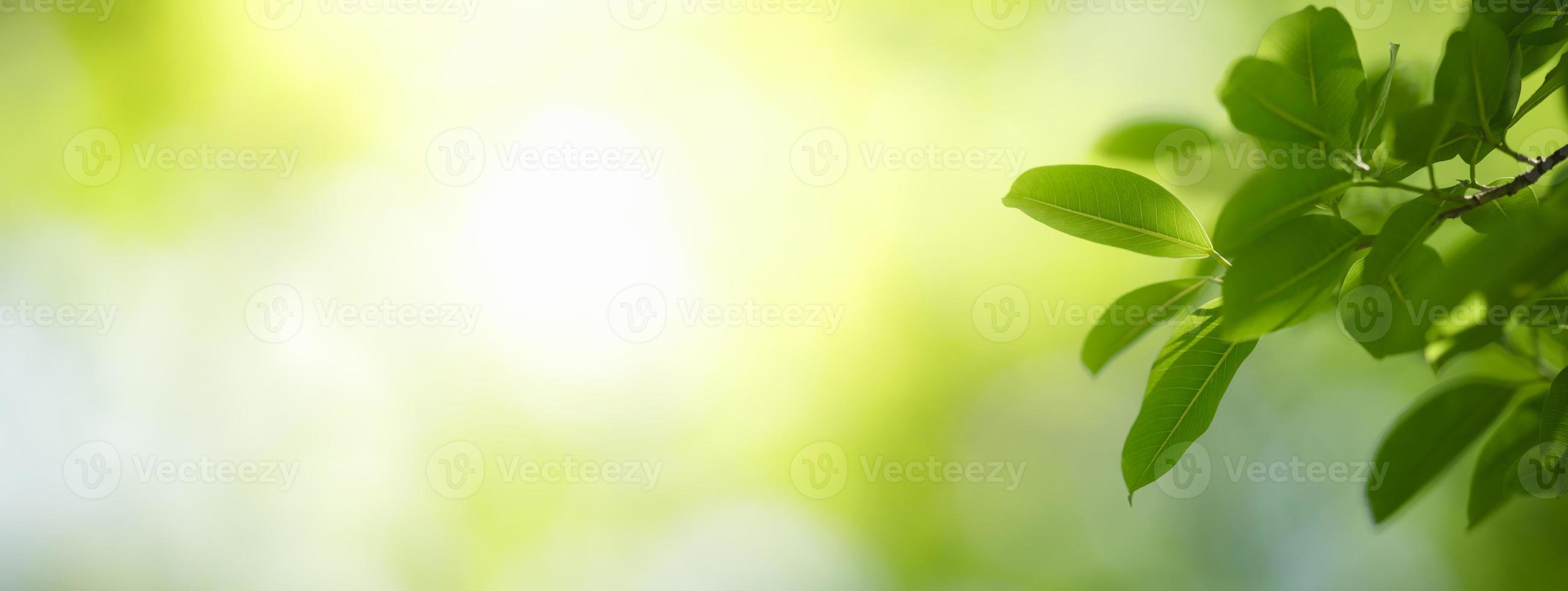 Closeup of beautiful nature view green leaf on blurred greenery background in garden with copy space using as background cover page concept. photo