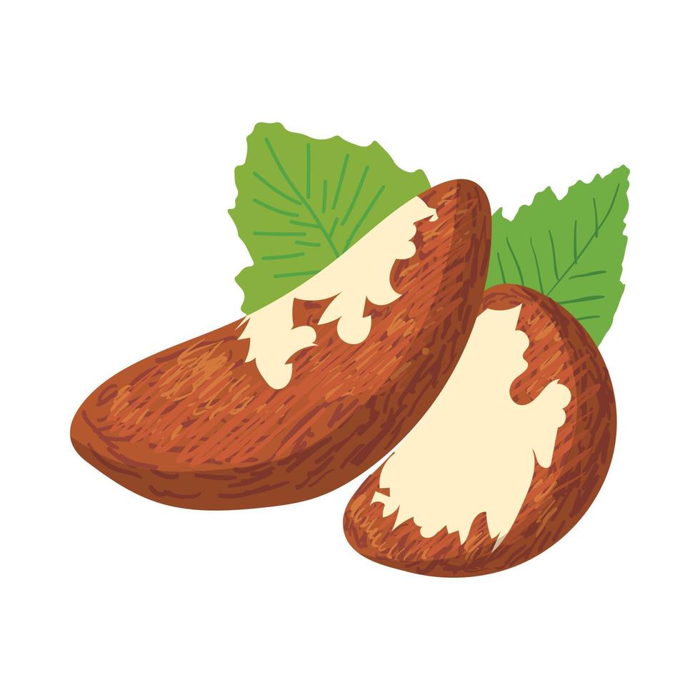 Brazil nuts icon, cartoon style vector