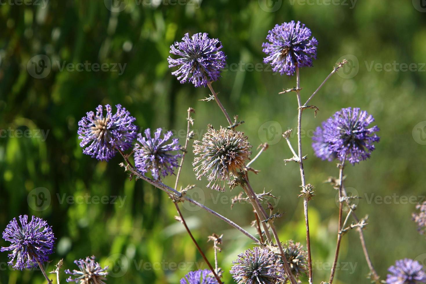 Thistle grows in a forest clearing in northern Israel. photo