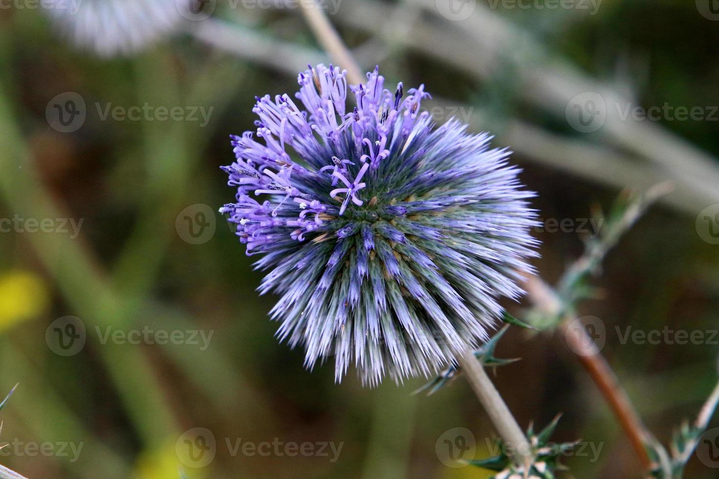 Thistle grows in a forest clearing in northern Israel. photo