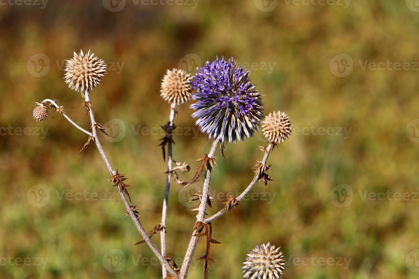 Thistle grows in a forest clearing in northern Israel. photo