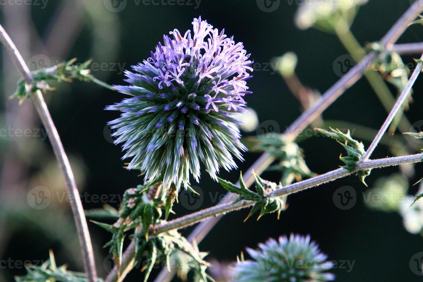 Thistle grows in a forest clearing in northern Israel. photo