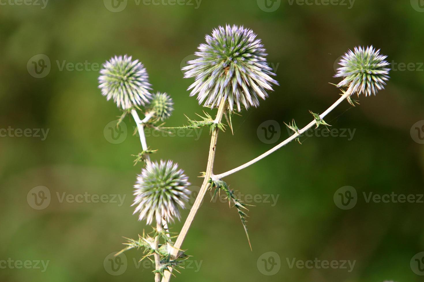 Thistle grows in a forest clearing in northern Israel. photo
