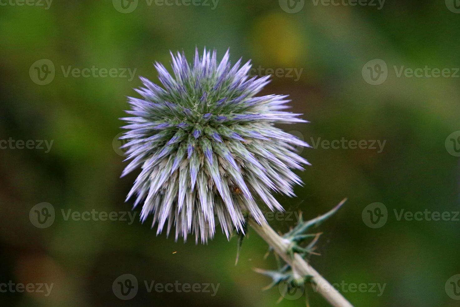 Thistle grows in a forest clearing in northern Israel. photo