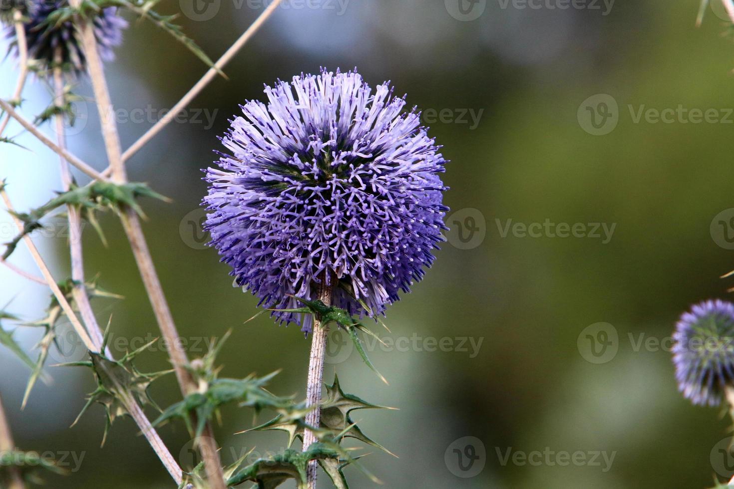 Thistle grows in a forest clearing in northern Israel. photo