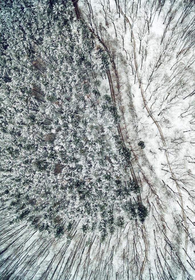 Forest In Winter From Above photo